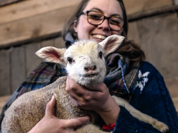 S�tchock bland nyf�dda lamm p� Markims-Bergby