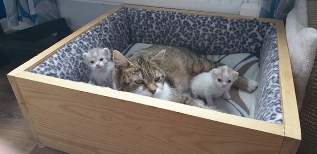 Corona påverkar fristad för katter Corona påverkar fristad för katter