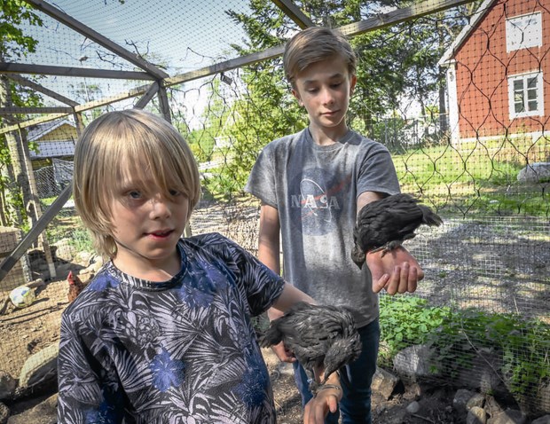 Här kacklas det i villaträdgården Här kacklas det i villaträdgården
