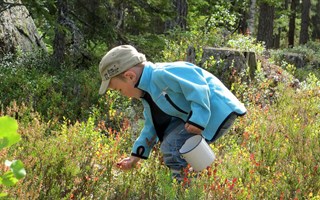 De njuter av skogens bl smaksttare