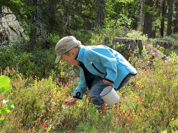 De njuter av skogens blå smaksättare De njuter av skogens blå smaksättare