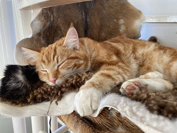 Det var som katten... Atlas hänger i centrum Det var som katten... Atlas hänger i centrum