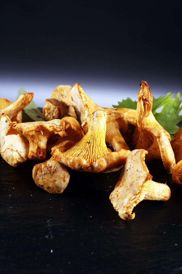 Svampfantastens bsta skogstips