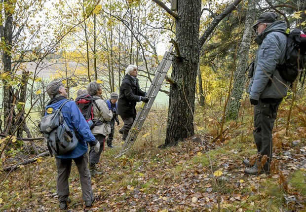 Holkar berättar om fåglarnas sommarvistelse Holkar berättar om fåglarnas sommarvistelse