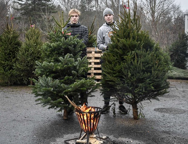 H�r kan du k�pa julgran i �r