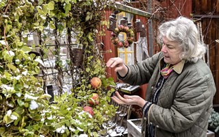 S hr fixar Anna Sigrid en fin jul fr fglarna