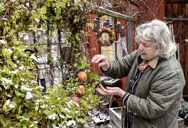 S hr fixar Anna Sigrid en fin jul fr fglarna