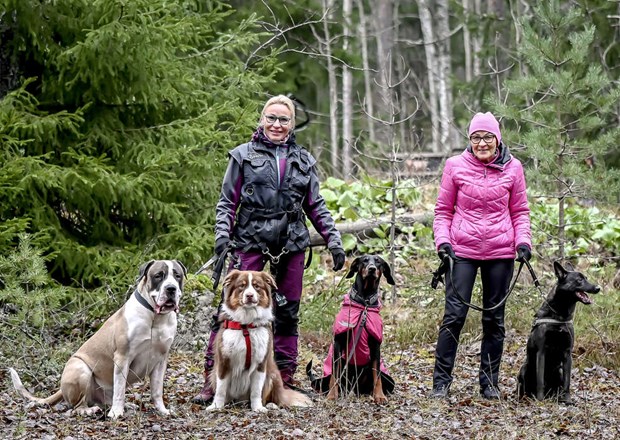 Här tar katter och hundar in på hotell med egen svit Här tar katter och hundar in på hotell med egen svit