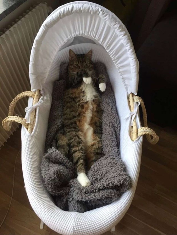 Shoppingkatten S�ren gillar att h�nga i centrum