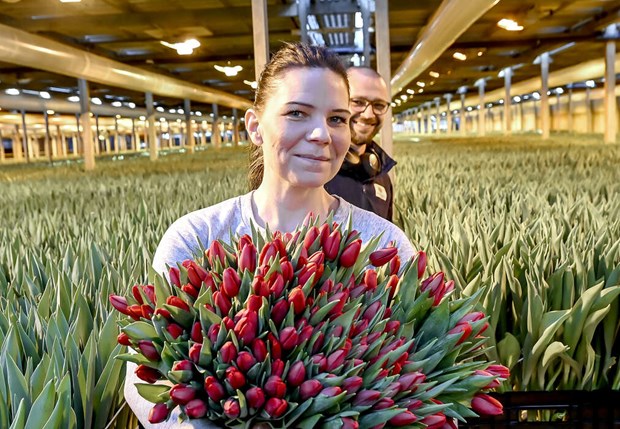 Rosa tulpaner och tvåfärgade trendar i år Rosa tulpaner och tvåfärgade trendar i år