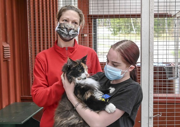 Lejonfantasten har katt på schemat Lejonfantasten har katt på schemat