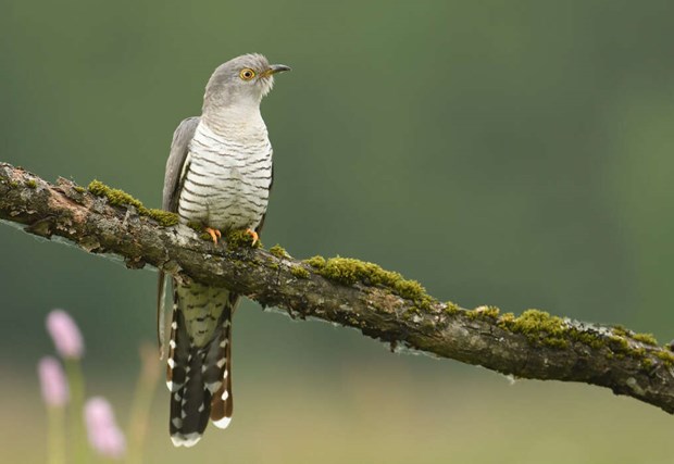 S njuter du bst av en riktig gkotta