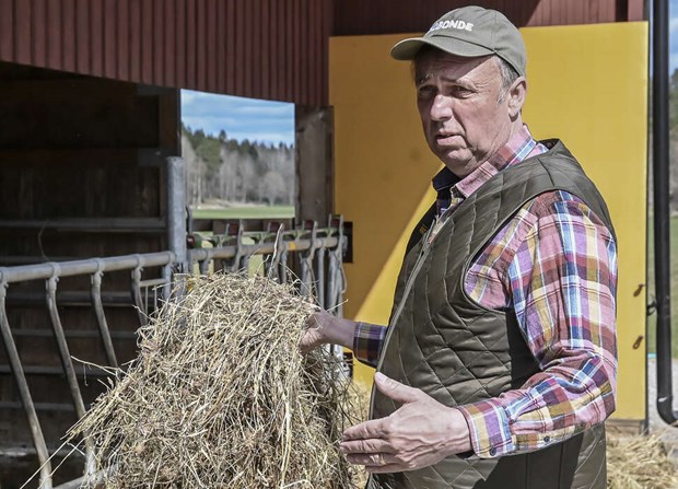 På Grävelsta gård får grisarna böka fritt På Grävelsta gård får grisarna böka fritt
