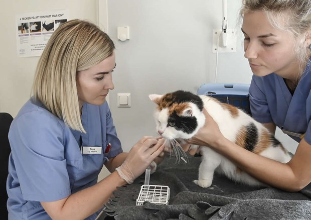 Veterinären Moa tar roten ur det onda Veterinären Moa tar roten ur det onda