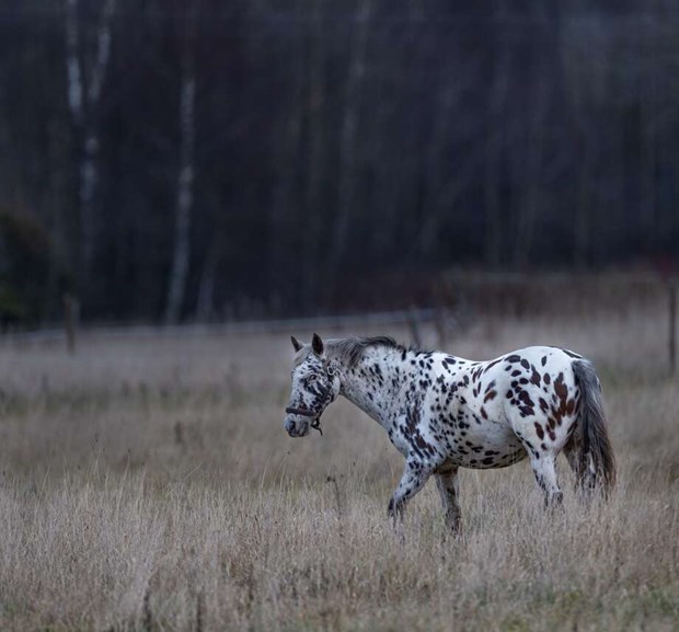 Synen i hagen v�ckte en tanke - och visst  bodde Pippis h�st i Vallentuna