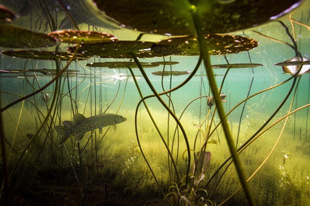 S�tvatten � en v�rld av liv 