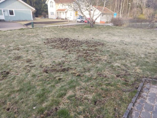 Svinaktigt beteende p� tomt i Ormsta