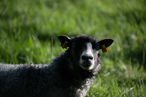 B����st i test f�r att f� bort parkslide