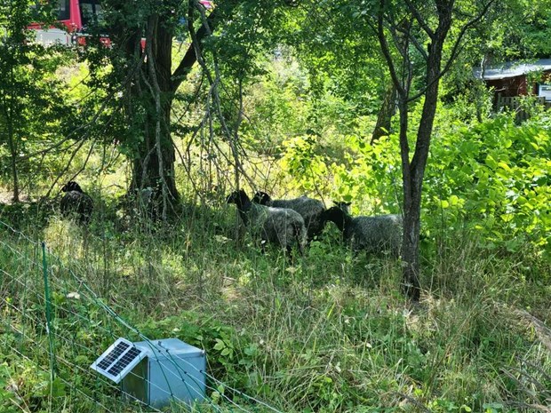 Fantastic Fr triumferade mot parkslide