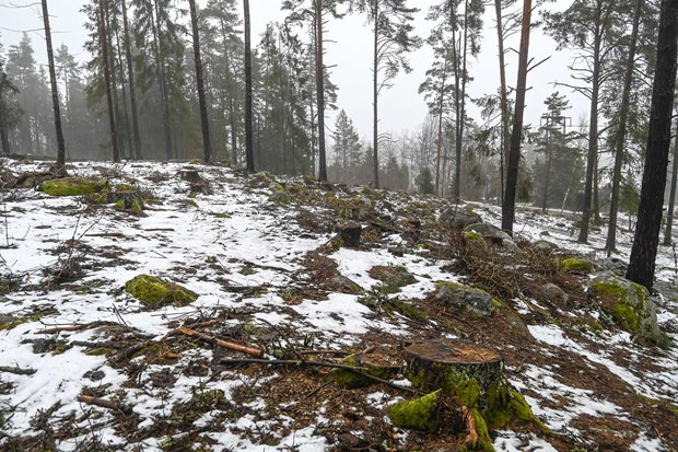 Skadedjur orsak till kalhygge