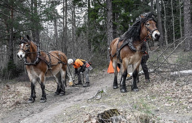 Tv hstkrafter rjer undan sjuka trd