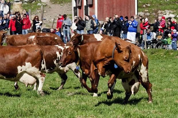 De laddar f�r publikfest i K�rsta