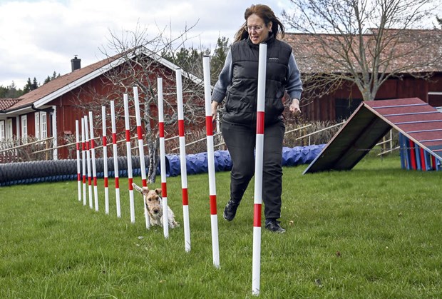 De kar samspelet mellan hund och gare
