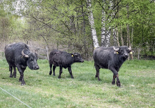 Tre kraftiga (ar)betare p plats vid sjn