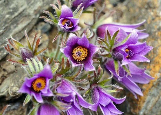 Alla blommor är inte okej under kudden Alla blommor är inte okej under kudden