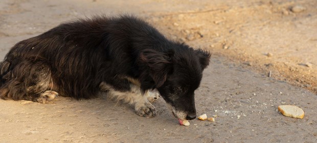 Experten: Träna din hund på att inte äta saker ute Experten: Träna din hund på att inte äta saker ute