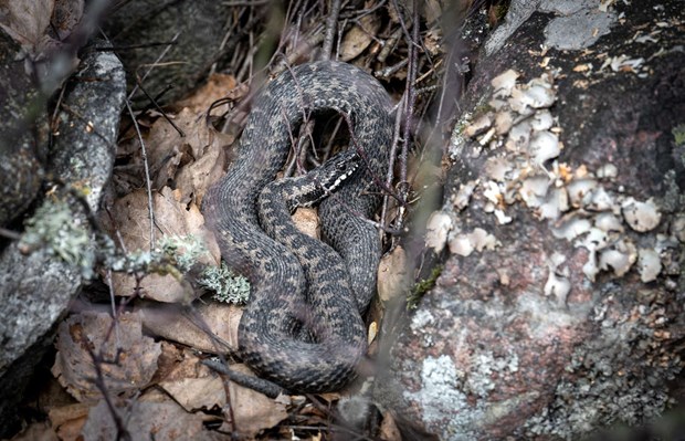Säkert vårtecken: Huggormarna har börjat röra på sig Säkert vårtecken: Huggormarna har börjat röra på sig