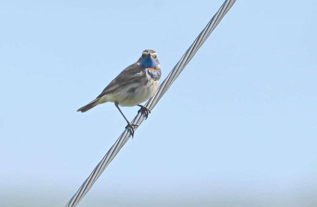 Fglar ringmrks i Angarn igen