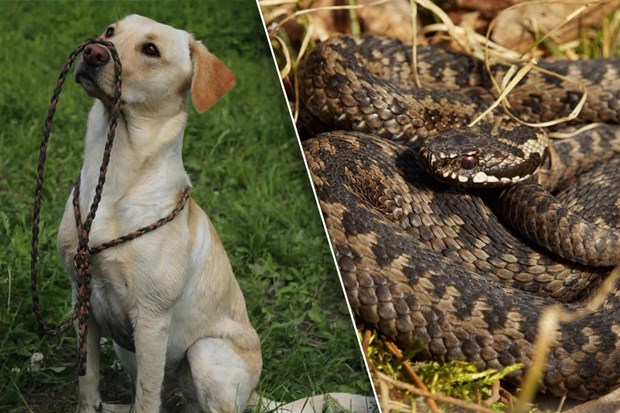 Mardrömsstart på semestern - Cleo blev biten av huggorm Mardrömsstart på semestern - Cleo blev biten av huggorm