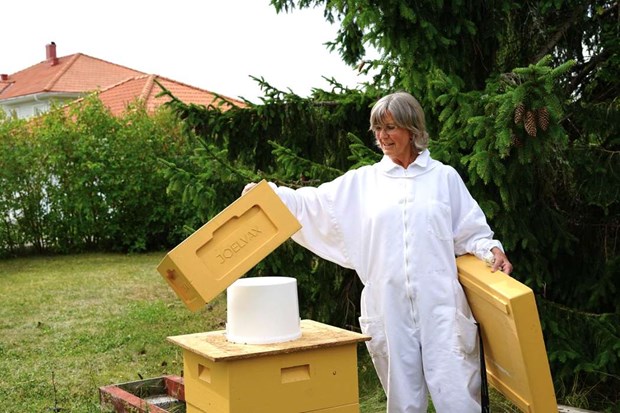 Allvarlig sjukdom bland bin upptckt i Angarn
