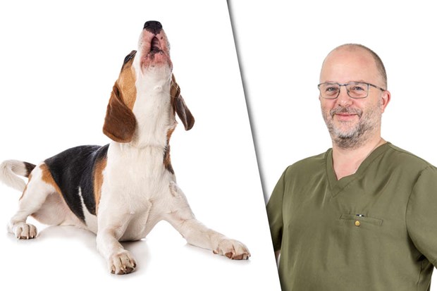 Tuggben misstnks ligga bakom mystiska sjukdomar hos hundar