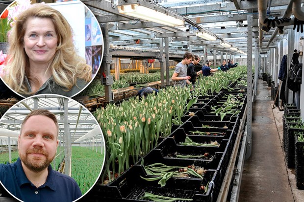 Tulpanbrist hos Blomsterboda efter fuktskador Tulpanbrist hos Blomsterboda efter fuktskador