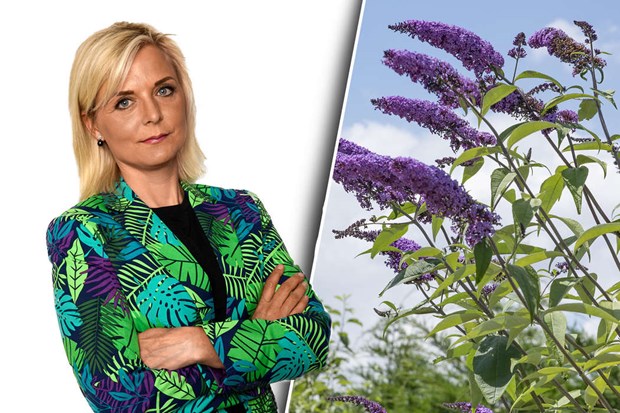 Populära busken klassas nu som invasiv Populära busken klassas nu som invasiv