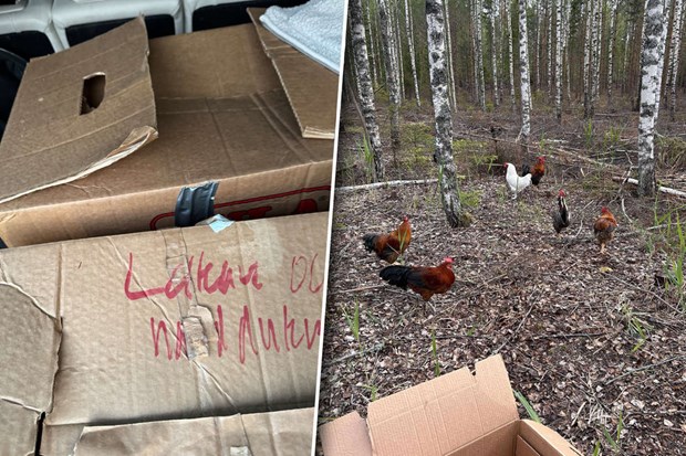 Fler tuppar dumpade i flyttlådor Fler tuppar dumpade i flyttlådor