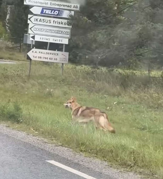Ägaren till bortsprungna hunden: ”Det är ingen varg” Ägaren till bortsprungna hunden: ”Det är ingen varg”