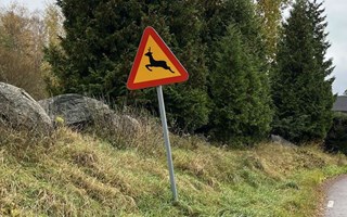 Ovanligt mnga viltolyckor i Vallentuna
