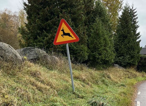 Ovanligt mnga viltolyckor i Vallentuna