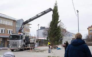 Julgranen har landat p torget