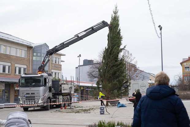 Julgranen har landat p torget