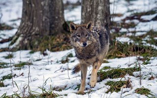 Tio vargobservationer i Vallentuna i r