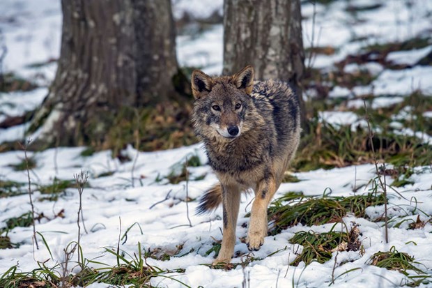 Tio vargobservationer i Vallentuna i år Tio vargobservationer i Vallentuna i år