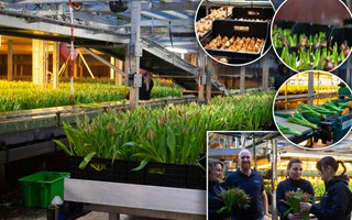 V�rk�nsla p� l�k � i industriell skala