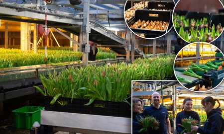 V�rk�nsla p� l�k � i industriell skala