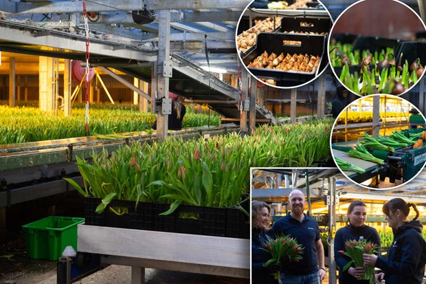 Vårkänsla på lök – i industriell skala