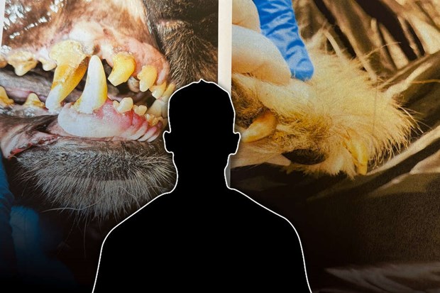 L�mnade d�ende hund hemma