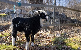 S�tchock p� 4H � �rets lamm �r h�r